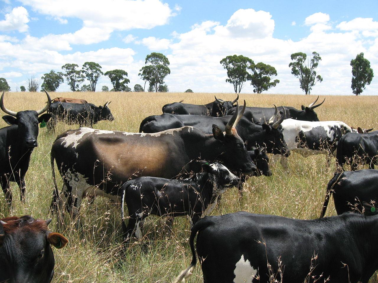 Siphofaneni, Eswatini (Swaziland)